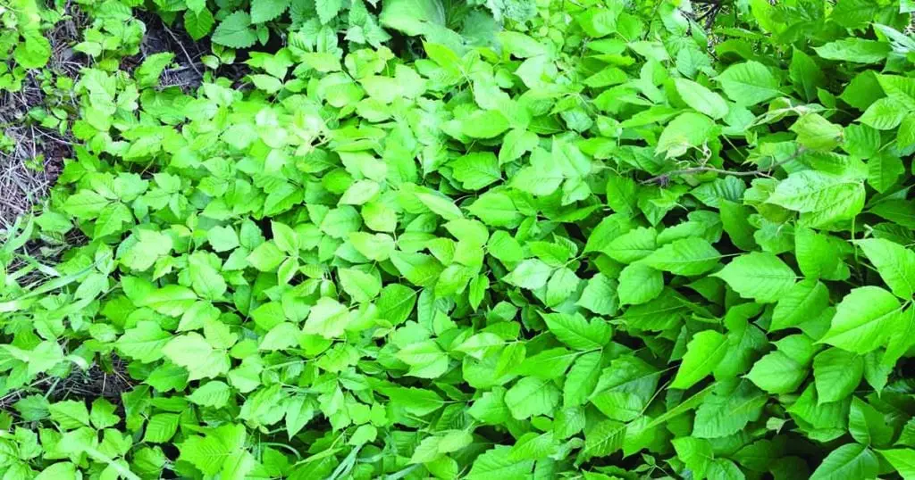 Photo of Poison Ivy