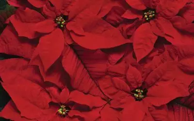 Can Poinsettia Plants Cause a Latex Allergy Reaction?