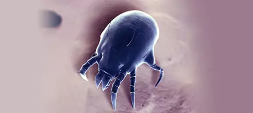 photo of a dust mite
