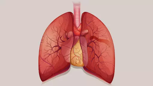 illustration of the human lungs