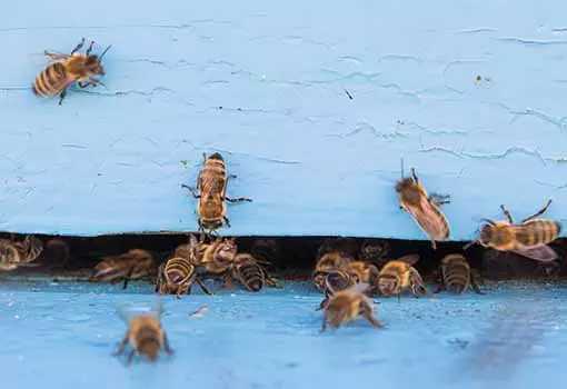 Photo closeup of bees flying into beehive entrance on summer day