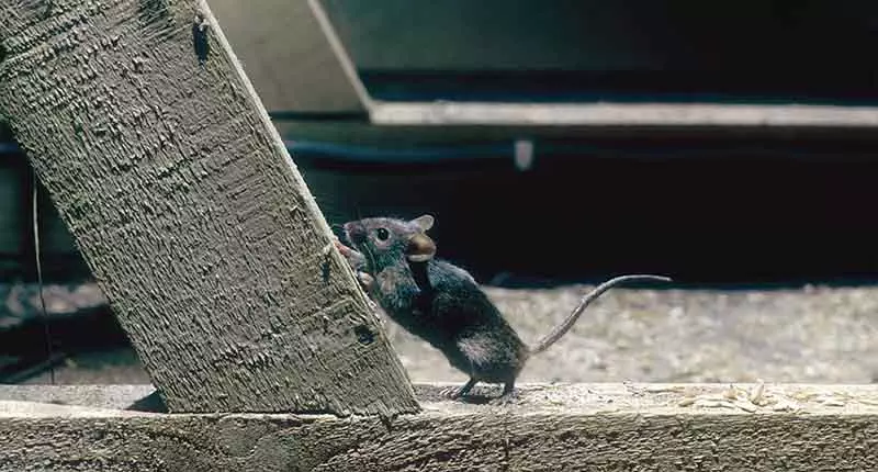 Photo of a mouse inside a house
