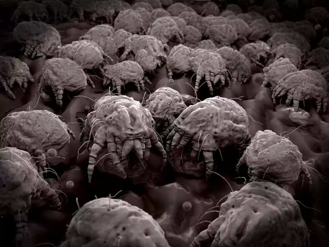 Hundreds of microscopic dust mites magnified for photographying