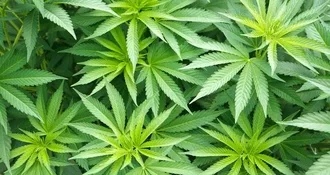 Image of male marijuana plant leaves
