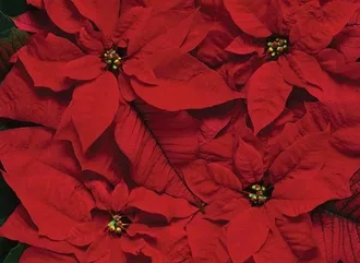 Photo of red poinsettia leaves