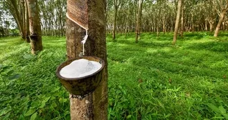 Photo of a rubber tree with white sap dripping into a bucket