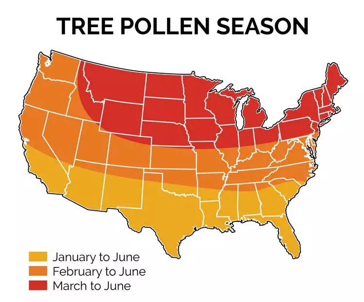 What is Tree Pollen Allergy? Allergy & Asthma Network